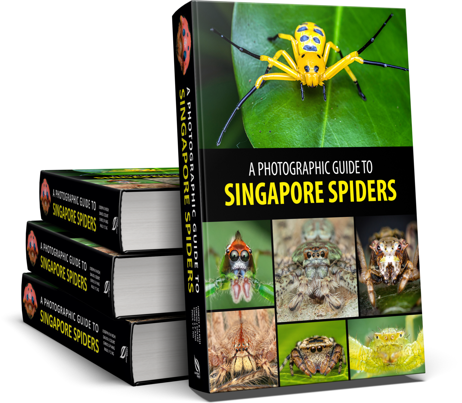 Checklists And Papers Singapore Spiders